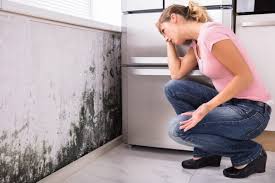 Reliable Rolla, MO Mold Removal Services Solutions